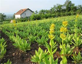 Gentiana – Gentiana Lutea L.