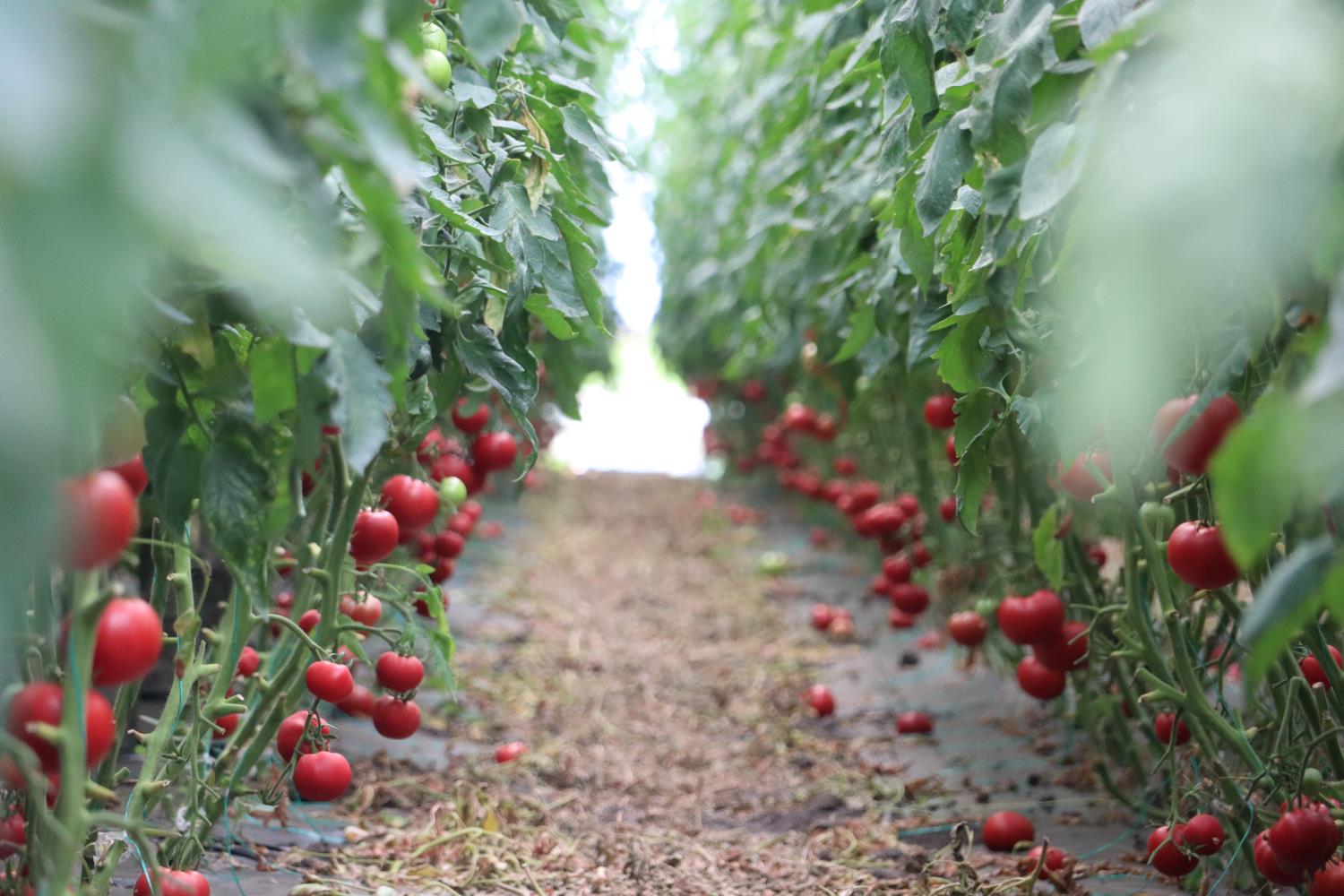 Visit made to exchange experiences with beneficiaries of the greenhouses